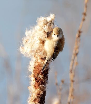 Buidelmees (Eurasian Penduline Tit)