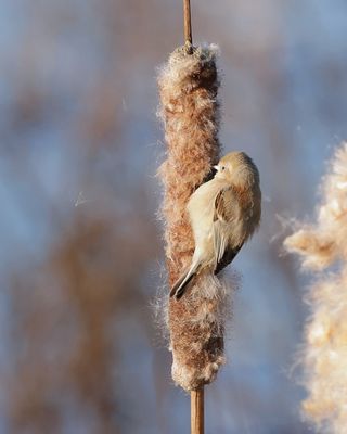 Buidelmees (Eurasian Penduline Tit)