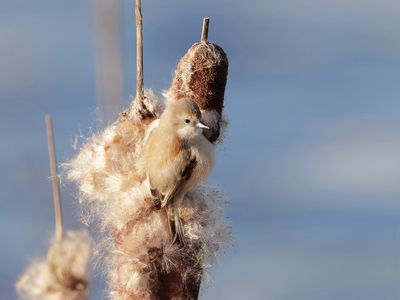 Buidelmees (Eurasian Penduline Tit)