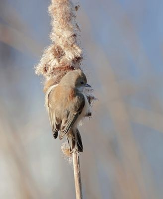 Buidelmees (Eurasian Penduline Tit)