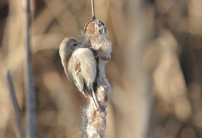Buidelmees (Eurasian Penduline Tit)