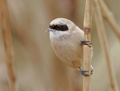Buidelmees (Eurasian Penduline Tit)