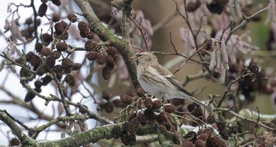 Grote Barmsijs (Mealy Redpoll)