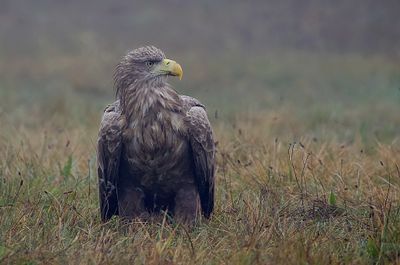 Zeearend (White-tailed Eagle)