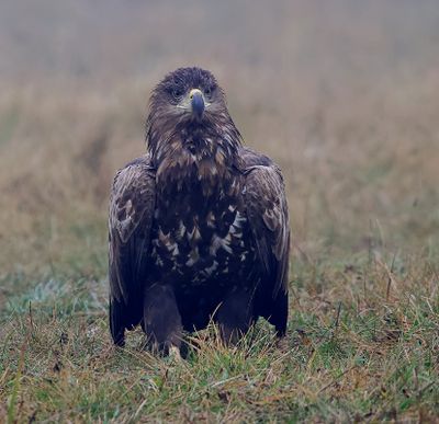 Zeearend (White-tailed Eagle)