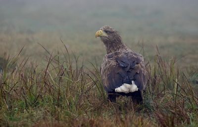 Zeearend (White-tailed Eagle)