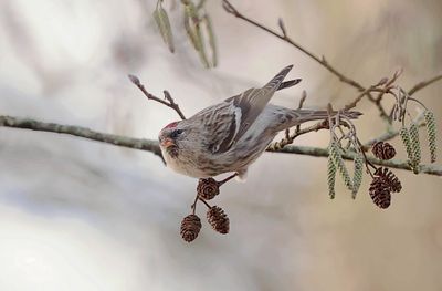 Grote Barmsijs (Mealy Redpoll)