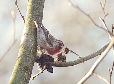 Grote Barmsijs (Mealy Redpoll)