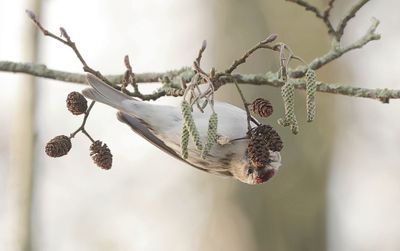 Grote Barmsijs (Mealy Redpoll)