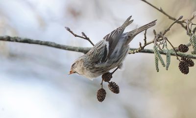 Grote Barmsijs (Mealy Redpoll)