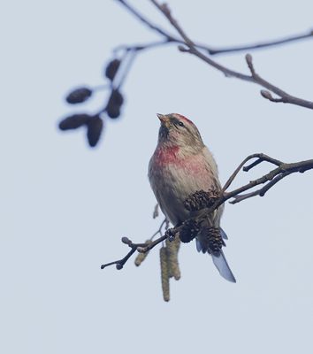 Grote Barmsijs (Mealy Redpoll)