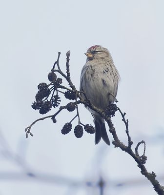 Grote Barmsijs (Mealy Redpoll)