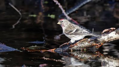 Grote Barmsijs (Mealy Redpoll)