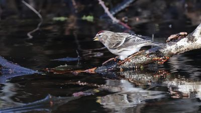 Grote Barmsijs (Mealy Redpoll)