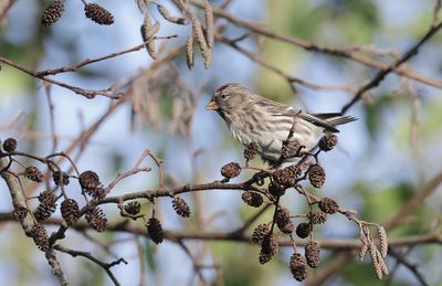 Grote Barmsijs (Mealy Redpoll)