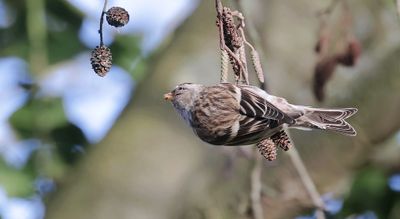 Grote Barmsijs (Mealy Redpoll)