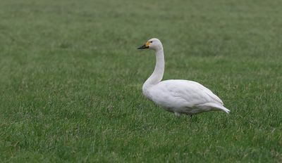 Kleine Zwaan (Bewick's Swan)