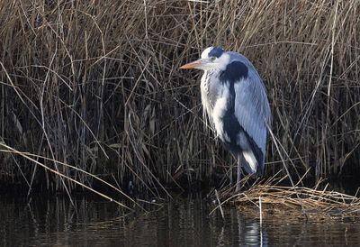 Blauwe Reiger (Grey Heron)