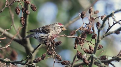 Grote Barmsijs (Mealy Redpoll)