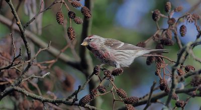 Grote Barmsijs (Redpoll)