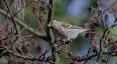 Grote Barmsijs (Mealy Redpoll)