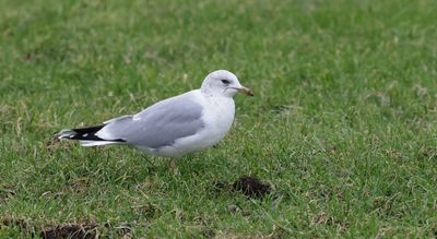 Stormmeeuw (Mew Gull)