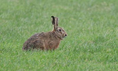 Haas (Hare)
