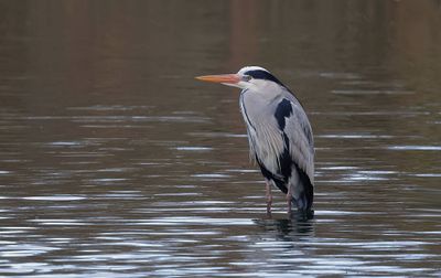 Blauwe Reiger (Grey Heron)