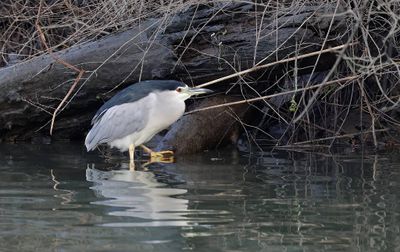 Kwak (Black-crowned Night Heron)