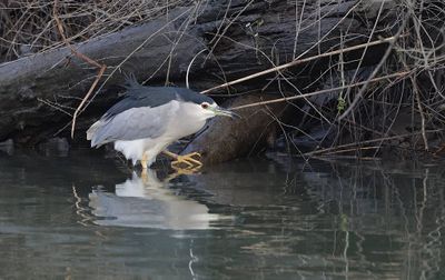 Kwak (Black-crowned Night Heron)