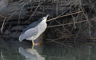 Kwak (Black-crowned Night Heron)