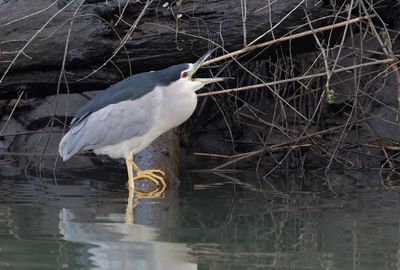Kwak (Black-crowned Night Heron)
