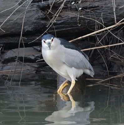 Kwak (Black-crowned Night Heron)
