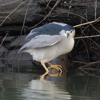 Kwak (Black-crowned Night Heron)
