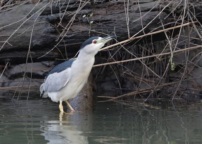 Kwak (Black-crowned Night Heron)