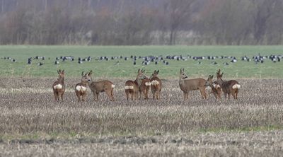 Ree (Roe deer)