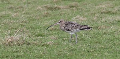 Wulp (Eurasian Curlew)