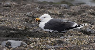 Grote Mantelmeeuw (Great Black-backed Gull)