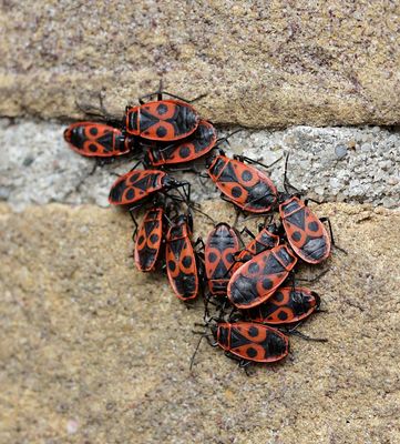 Vuurwants (Pyrrhocoris apterus) - Firebug