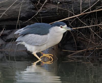 Kwak (Black-crowned Night Heron)