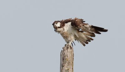 Visarend (Western Osprey)