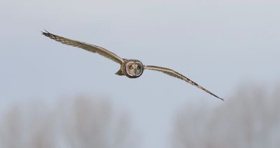 Velduil (Short-eared Owl)