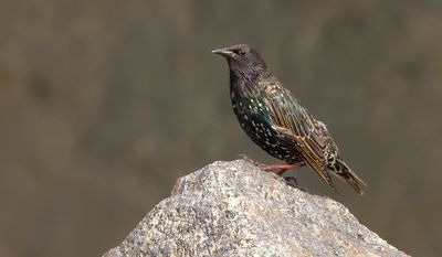 Spreeuw (Common Starling)