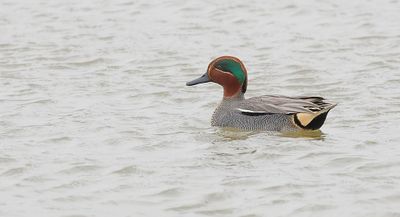 Wintertaling (Eurasian Teal)