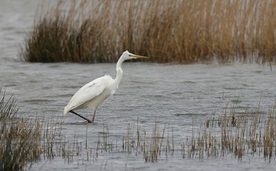 Grote Zilverreiger (Western Great Egret)