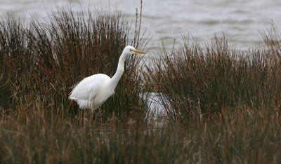 Grote Zilverreiger (Western Great Egret)