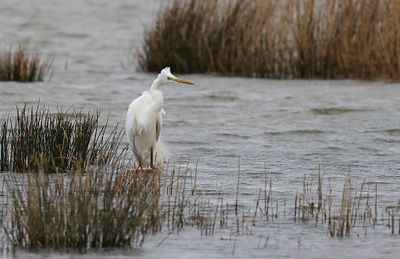 Grote Zilverreiger (Western Great Egret)