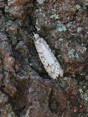 Voorjaarskortvleugelmot (Diurnea fagella) - March Dagger Moth