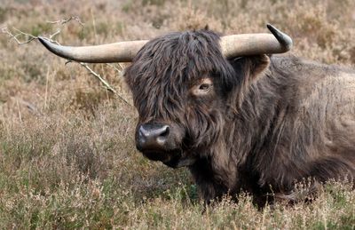 Schotse Hooglander (Highland Cattle)