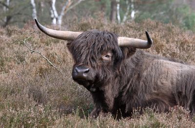 Schotse Hooglander (Highland Cattle)